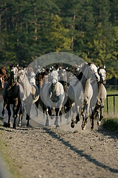 Horses in autumn