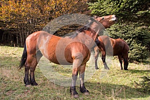 Horses in the autumn forest