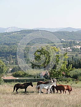 Horses in autumn an meadow