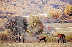 Horses in autumn prairie