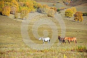 Horses in autumn prairie