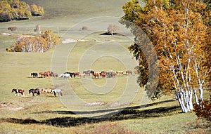 Horses in autumn prairie