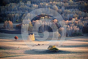 Horses in autumn prairie with colorful trees