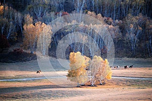 Horses in autumn prairie with colorful trees