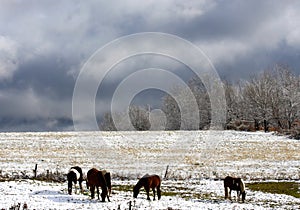 Horses in Autumn Snow photo