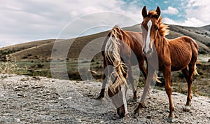 Horses on the background of mountains. Wild landscape with horses in summer season into the mountains. Portrait of two horses