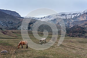 Horses in the background of a winter mountain landscape in Armenia