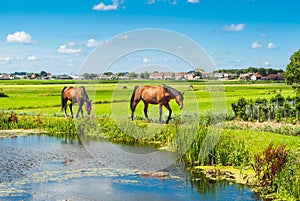 Horses on a bank