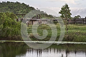 Horses On The Banks Of A Creek