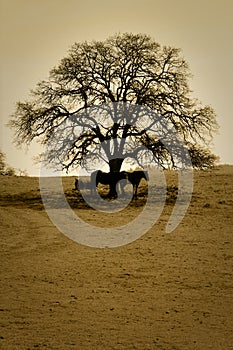 Horses and Bare Oak Tree