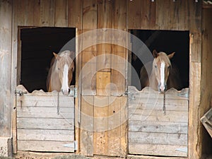 Horses in Barn
