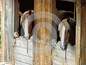 Horses barn farm rural countryside New England agriculture livestock