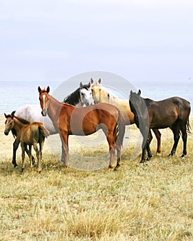 Horses on the Beach