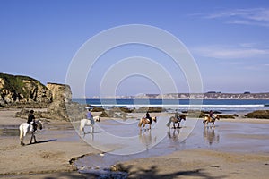 Horses on the beach