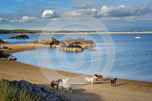 Horses on the beach in Newborough in Anglesey