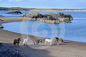 Horses on the beach in Newborough in Anglesey, Wales, Great Britain. photo