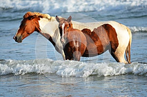 Horses at the beach, Playa El Espino photo