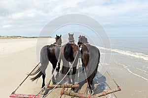 Horses at the beach