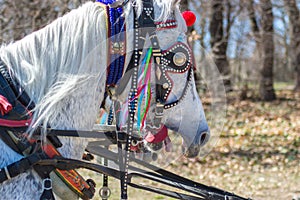 Horses with beautiful decoration in a carriage, animal portrait, domestic horse in harness, celebration for Horse Easter