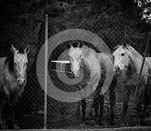 Horses behind a fence