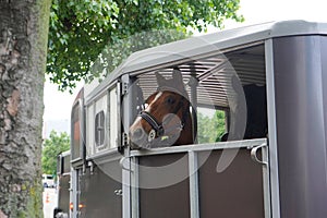 Horses belonging to the riding gendarmerie in Bucharest transported on the road in a caravan