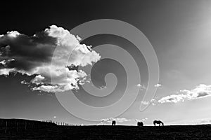 Horses and big sky