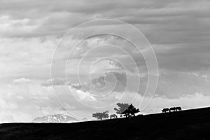 Horses and big sky