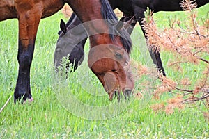 horses black and brown graze in the field