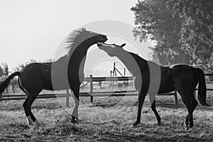 Horses Black White Interaction Animals photo