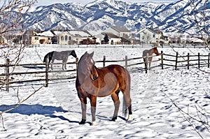 Horses in Bozeman photo
