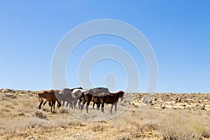 Horses breeding in Mangystau, Torish area, Kazakhstan