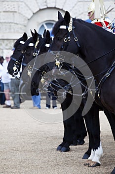 Horses from the British Household Cavalry