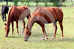 Horses brothers is graze.