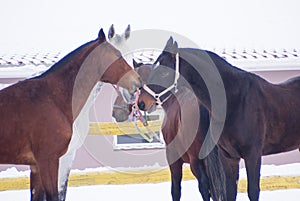 horses brown and white color care for each other in the paddock