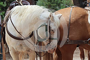 Horses in Bryce Canyon