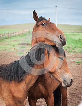 Horses in the Buryat village, Olkhon, Lake Baikal, Russia