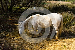 Horses of the Camargue