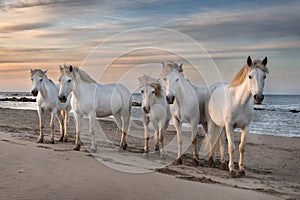 Horses in Camargue