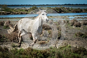 Horses in Camargue