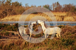 Horses of Camargue