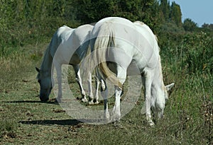 Horses Camargue breed