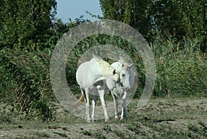 Horses Camargue breed