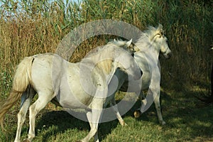 Horses Camargue breed