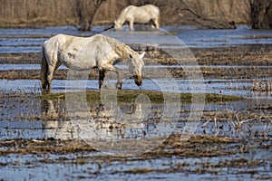 Horses of the Camargue in the Natural Park of the Marshes of AmpurdÃ¡n