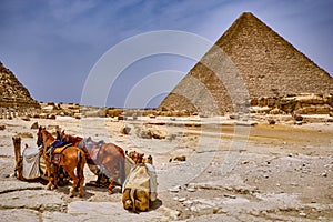 Horses and camels at the Great Pyramid of Giza