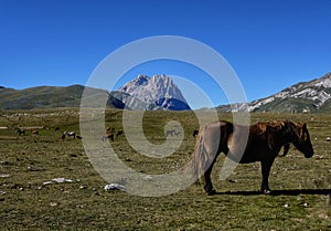 Horses at the campo imperatore