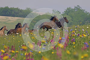 horses cantering side by side across a field of wildflowers