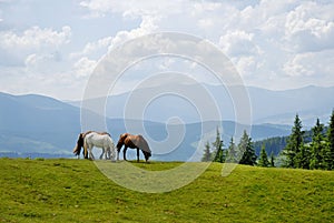 Horses in Carpathians mountains