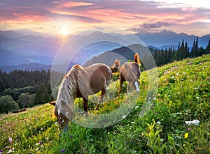 Horses in the Carpathians photo