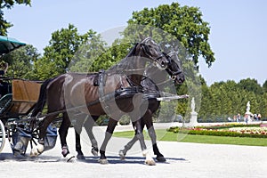 Horses carriage